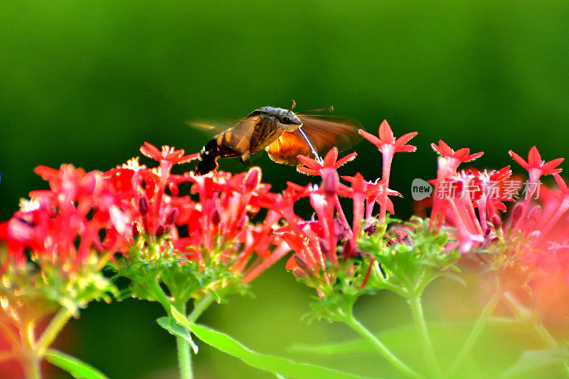 Pentas lanceolata和蜂鸟鹰蛾